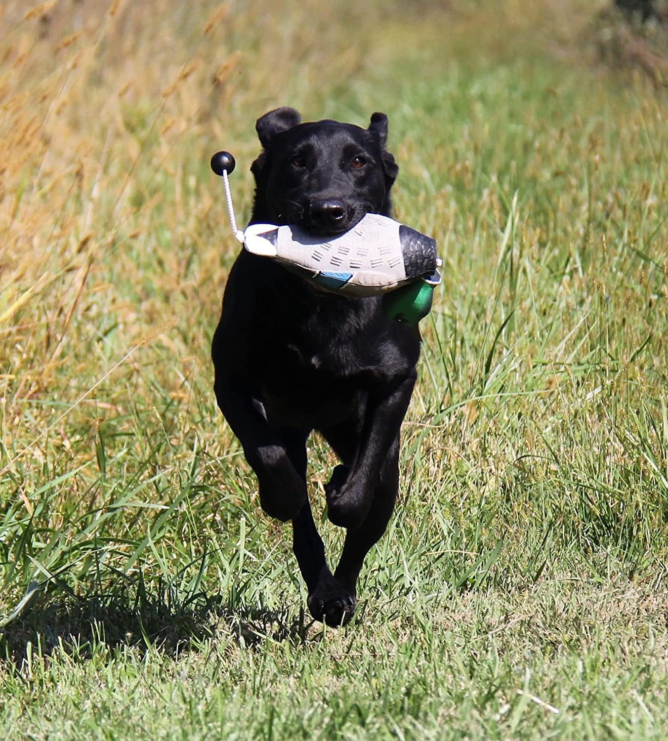 Dog Training Mallard Duck Pheasant Dove Bundle - EZ Mallard Duck Fowl Pheasant Dead Dove Retriever Training Dummies Bumpers Hunting Dog Gun Dog Bundle System
