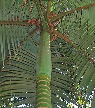 Amazon.co.jp: 【種子】Archontophoenix Alexandrae ◇キング