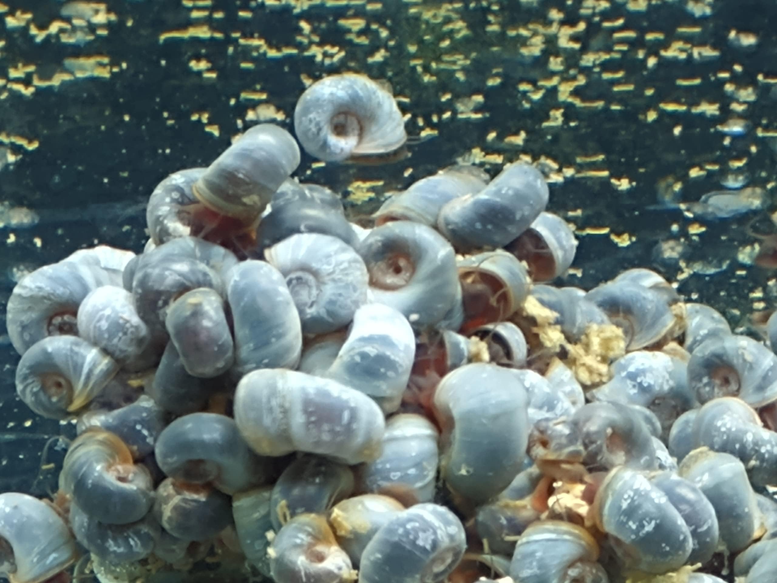 Mix Colors ramshorn Snails. (Baby to juvinile Size 1/8"+)