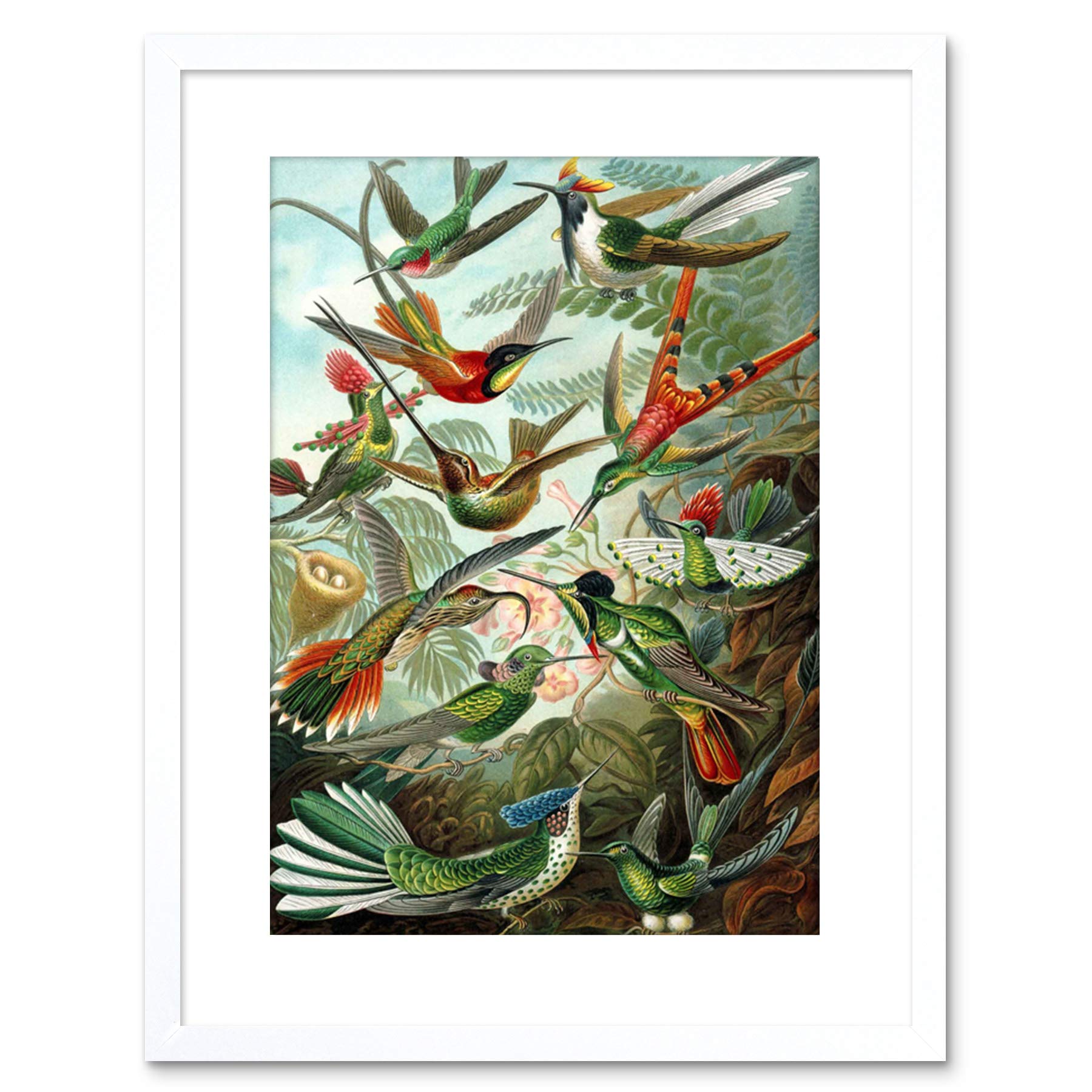 Wee Blue Coo Nature Biology Bird Humming Haeckel Framed Wall Art Print