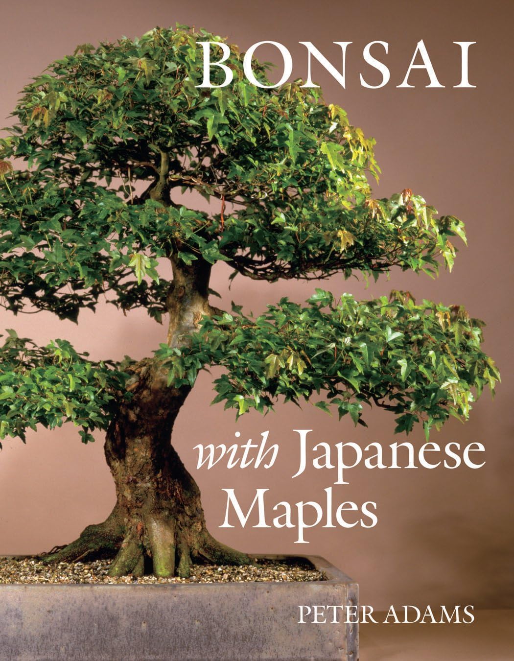 Bonsai With Japanese Maples