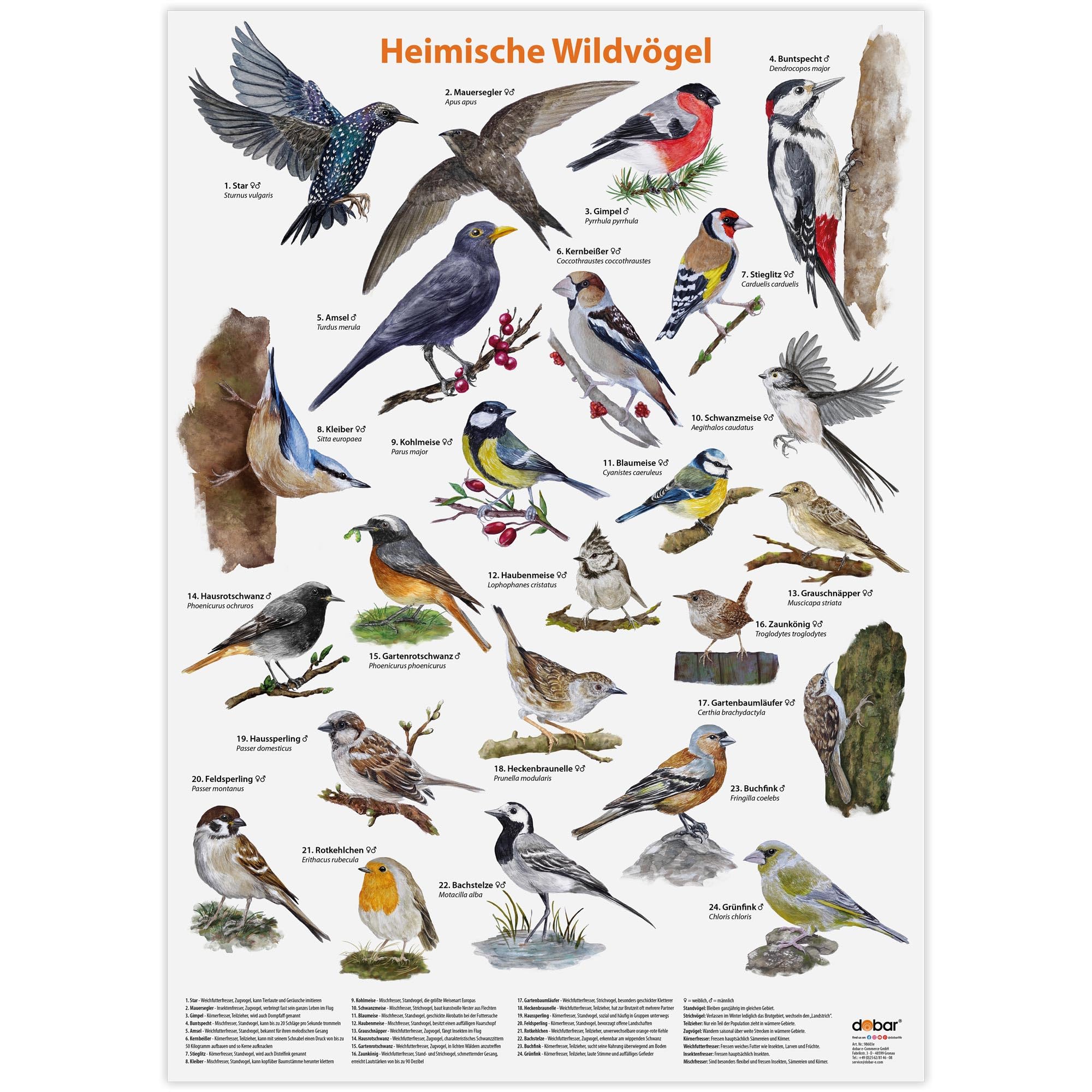 Luxus-Vogelhaus Vogelposter – Großes DIN A2 Poster mit 24 heimischen Vogelarten