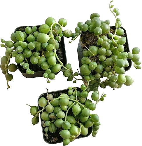 Miniatura 3 de Cadena de Perlas Plantas Suculentas (2 pulgadas)