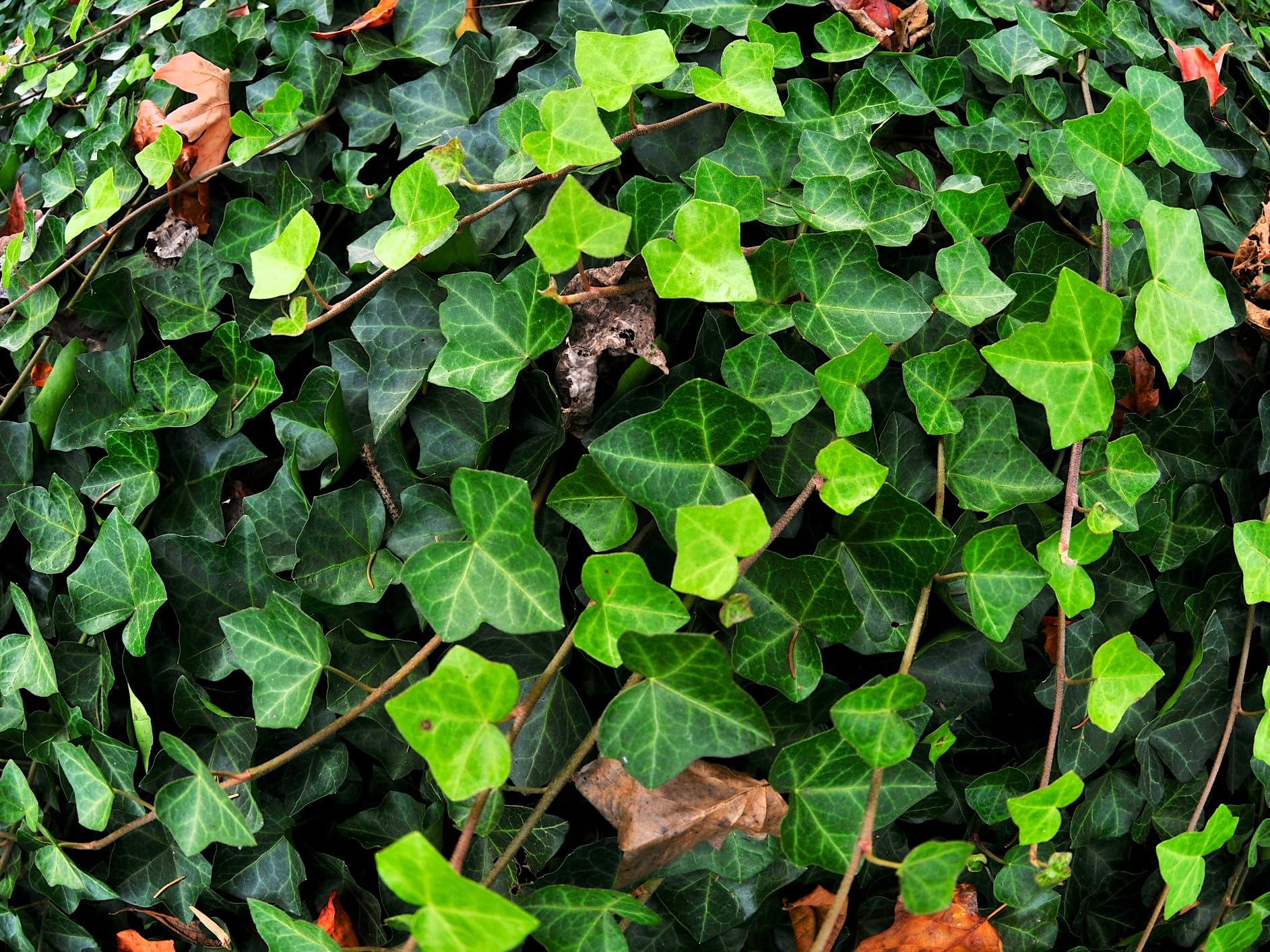 Amazon.com : Greenwood Nursery: Live Ground-Cover Plants - English