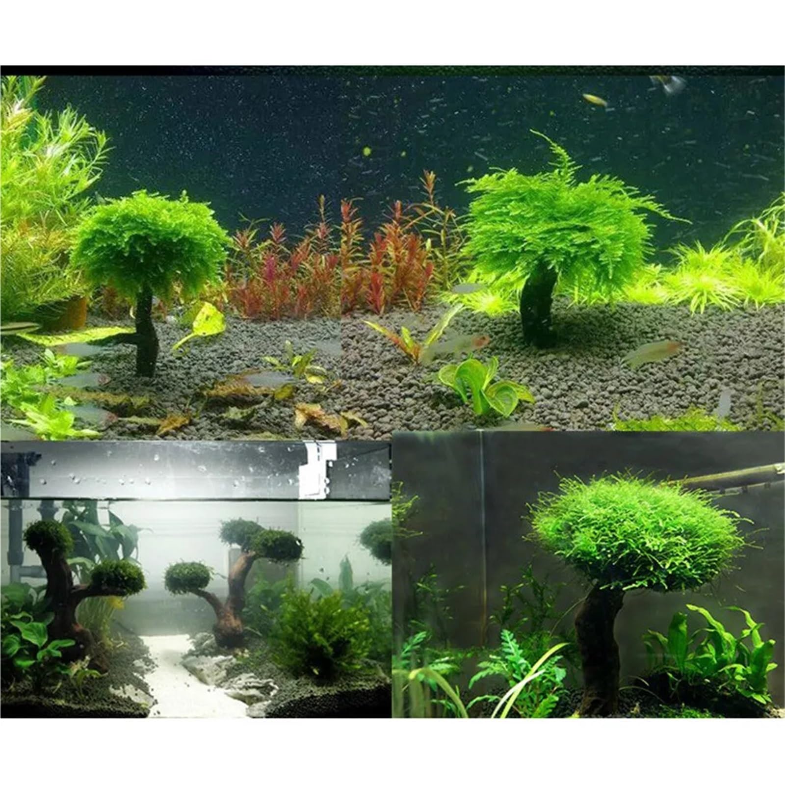 Legno Galleggiante per Acquario Tronco di Legno Galleggiante, radice, Albero, 4 Teste, Acquario, Piante, Paesaggio, Albero di Legno