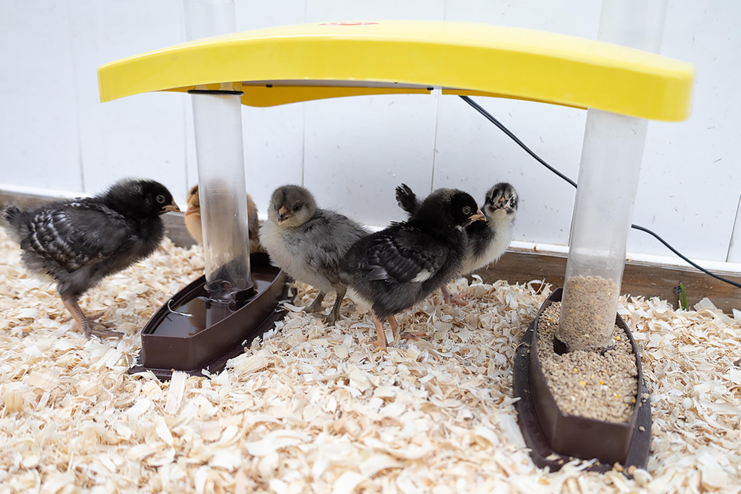 Cozy Chickens - Hábitat para criar pollitos, 100 W, agua y tubos de alimentación