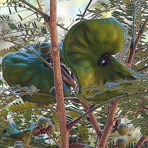 Miniatura 3 de CHUXAY GARDEN 5 semillas Enterolobium Cyclocarpum Guanacaste Caro Caro árbol de oreja de mono árbol grande de oreja de elefante que crece hasta