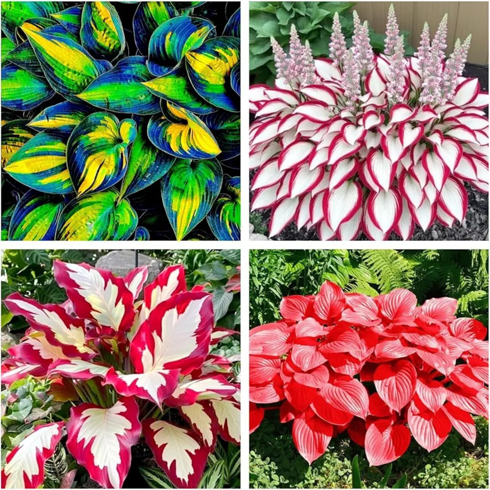 Brilliant Rare Mixed Hosta, Hardy/Perennials, ShadeTolerant, Use for Ground Cover & Pots, Create Cool Shaded Gardens, Excellent Display-5 Bulbs-D