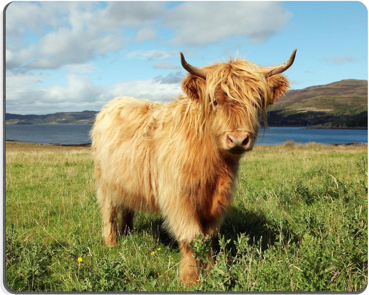 Mouse Pad Natural Rubber Mousepad IMAGE ID: 23904149 Close up of scottish highland cow in field