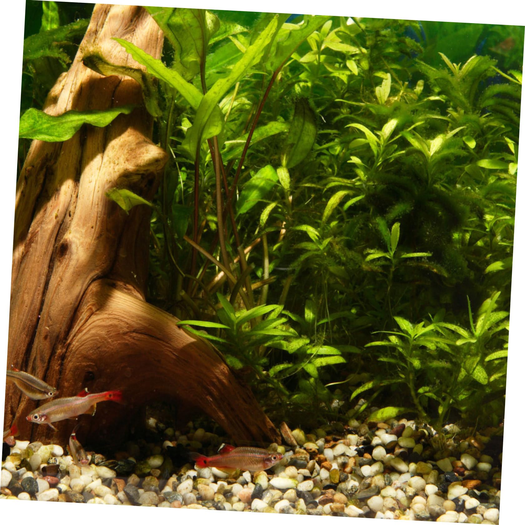 Beaupretty 20pièces Décorations Aquatiques Résistantes Figurines De Plongeur Adorables pour Aquarium Ornements Flottants