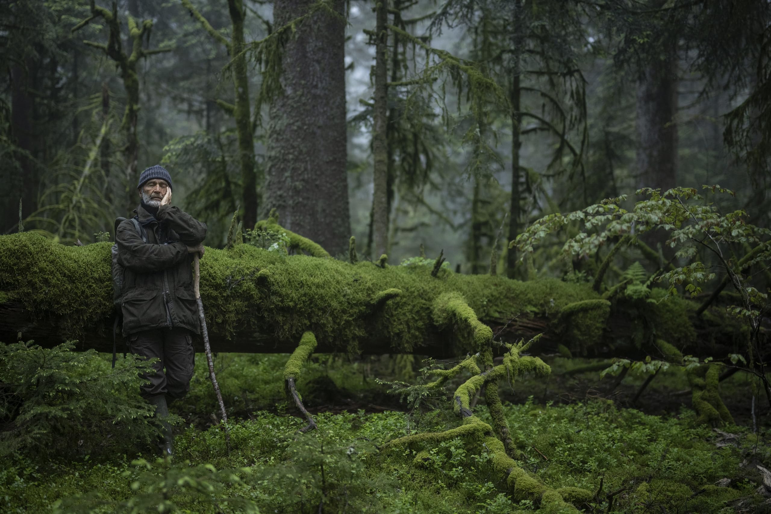 Le chant des forêts - Combo dvd + Blu-ray