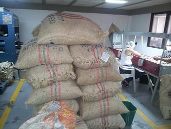 Colombian Green Unroasted Coffee Beans 3 Pounds Single Origin Farm Barcelona