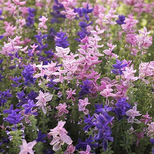 Miniatura 3 de Eden Brothers Semillas de salvia clara - Mezcla tricolor