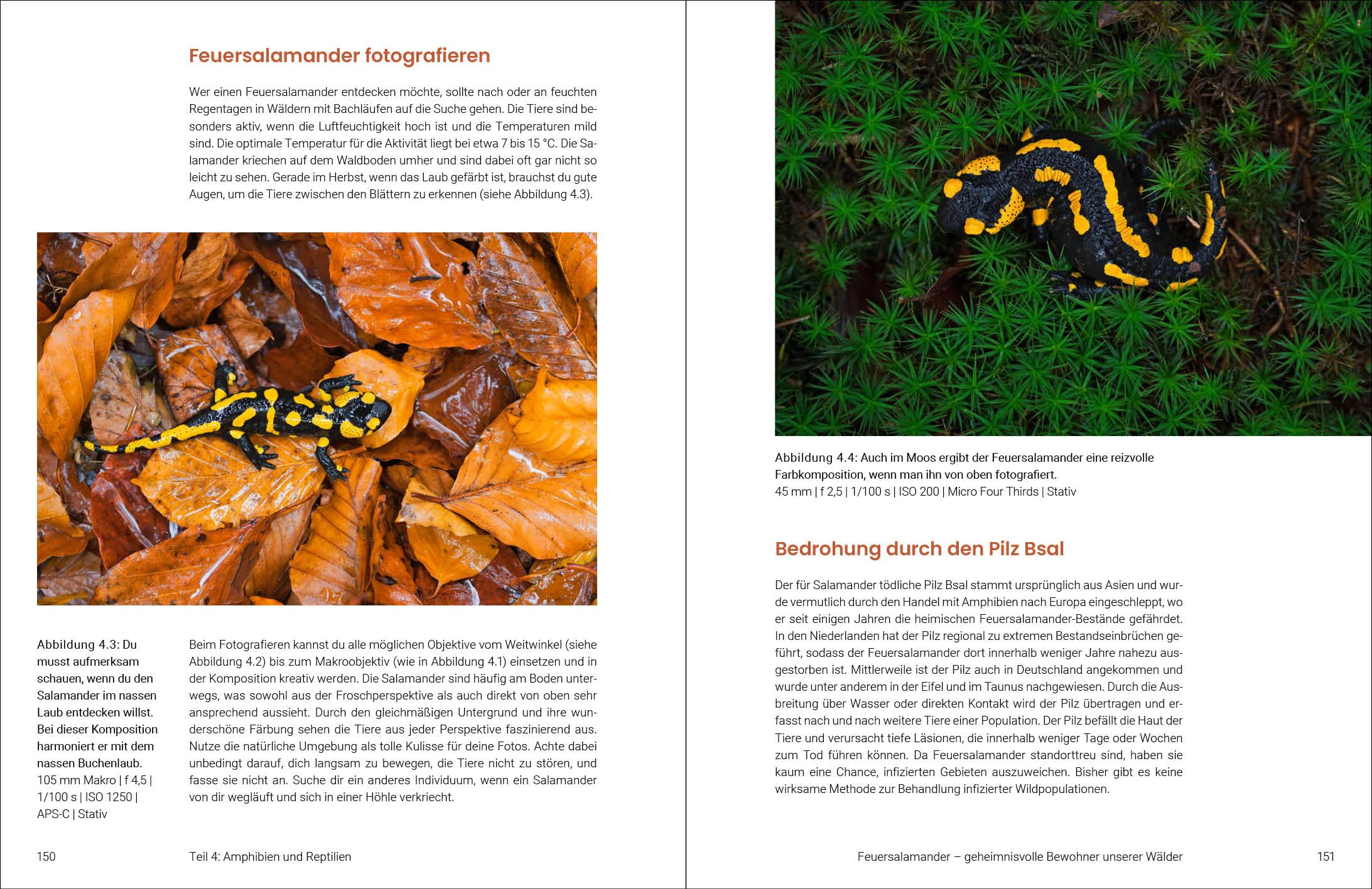 Naturfotografie für Jugendliche: Entdecke die Schönheit der Natur mit der Kamera