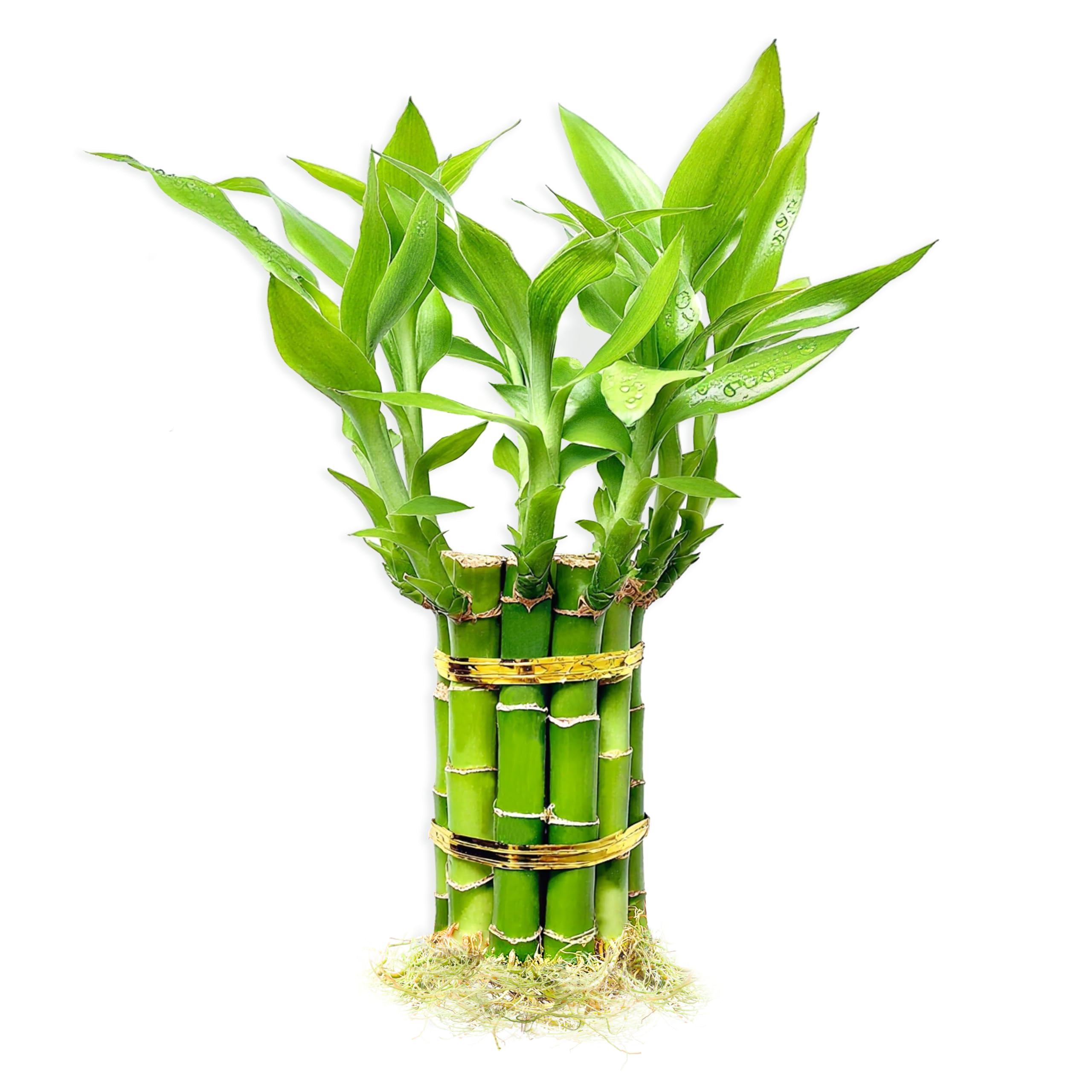 Lucky Bamboo 10 Stalks