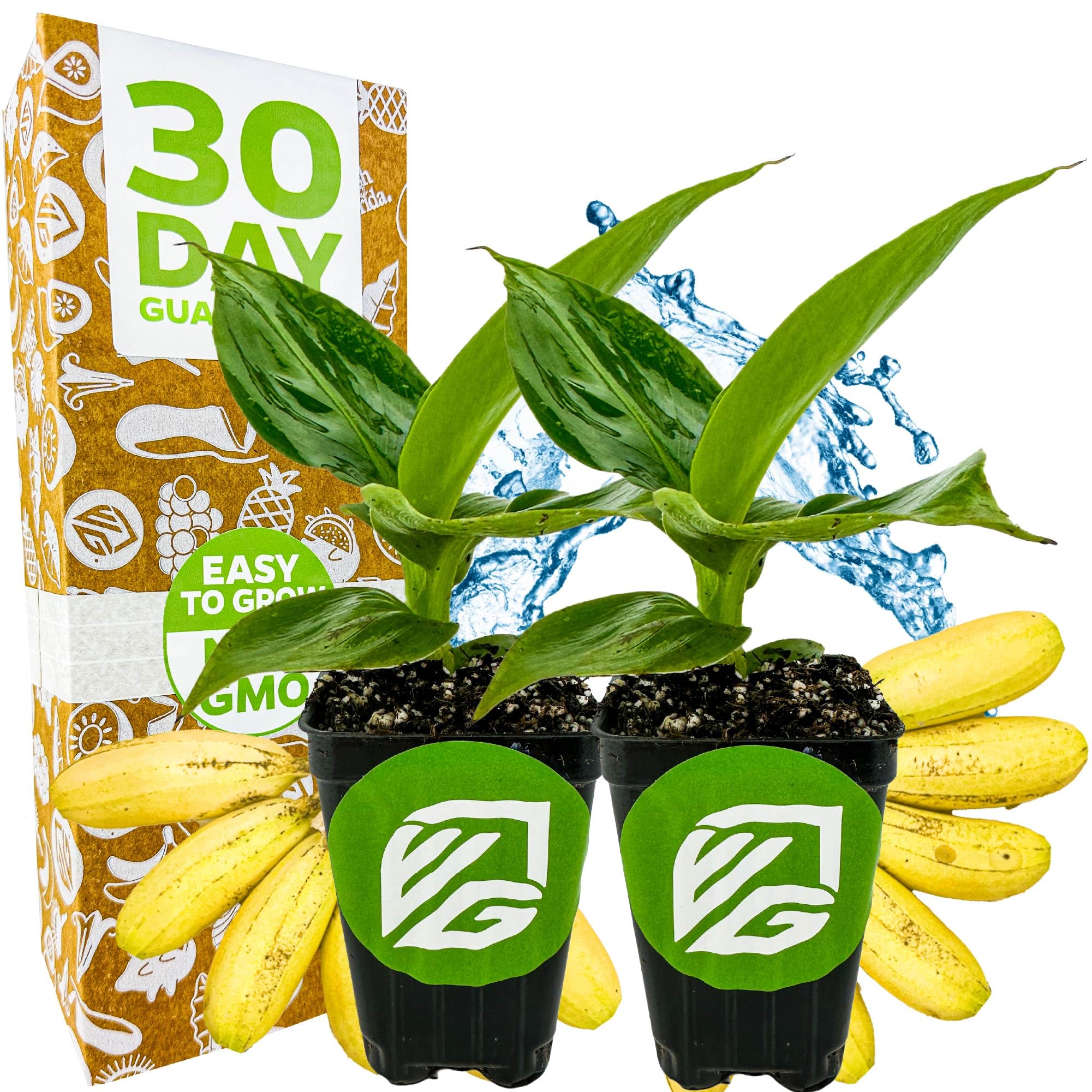 Little Prince Banana Wellspring Gardens 2-Pack
