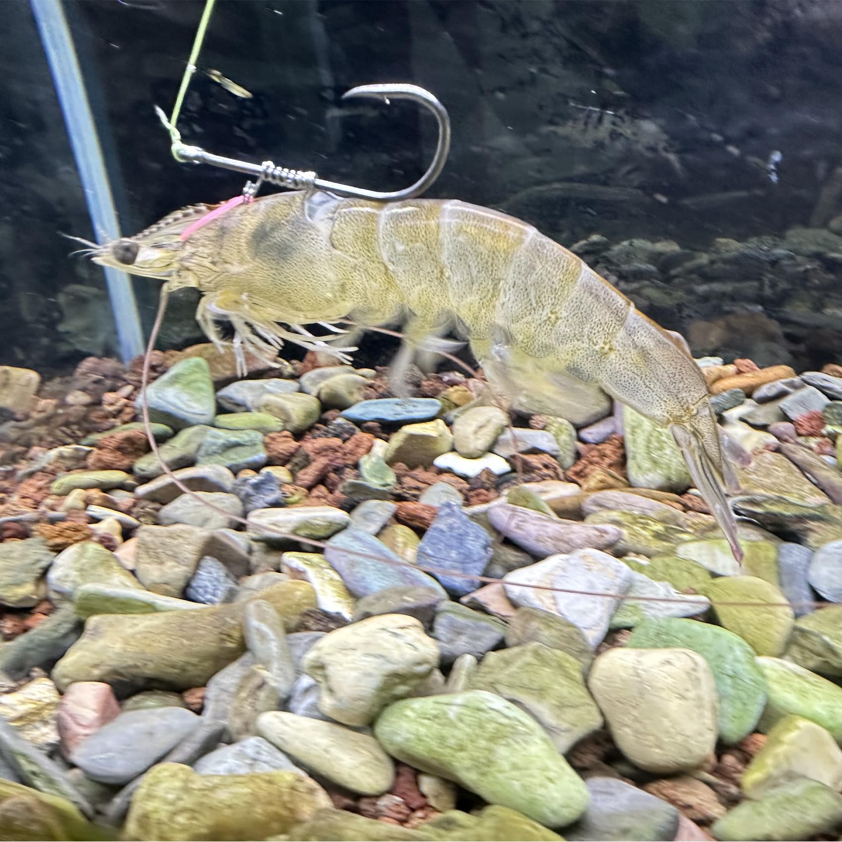 Ami da pesca con gamberetti fissi in acciaio al carbonio con fori, 2/3/4 ami da pesca per pesce gatto, che possono adattarsi a varie pesche