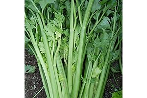 Utah 52-70 Celery Seeds - Grow a Crisp Harvest