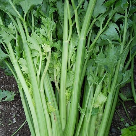 Utah 52-70 Celery Seeds - Grow a Crisp Harvest