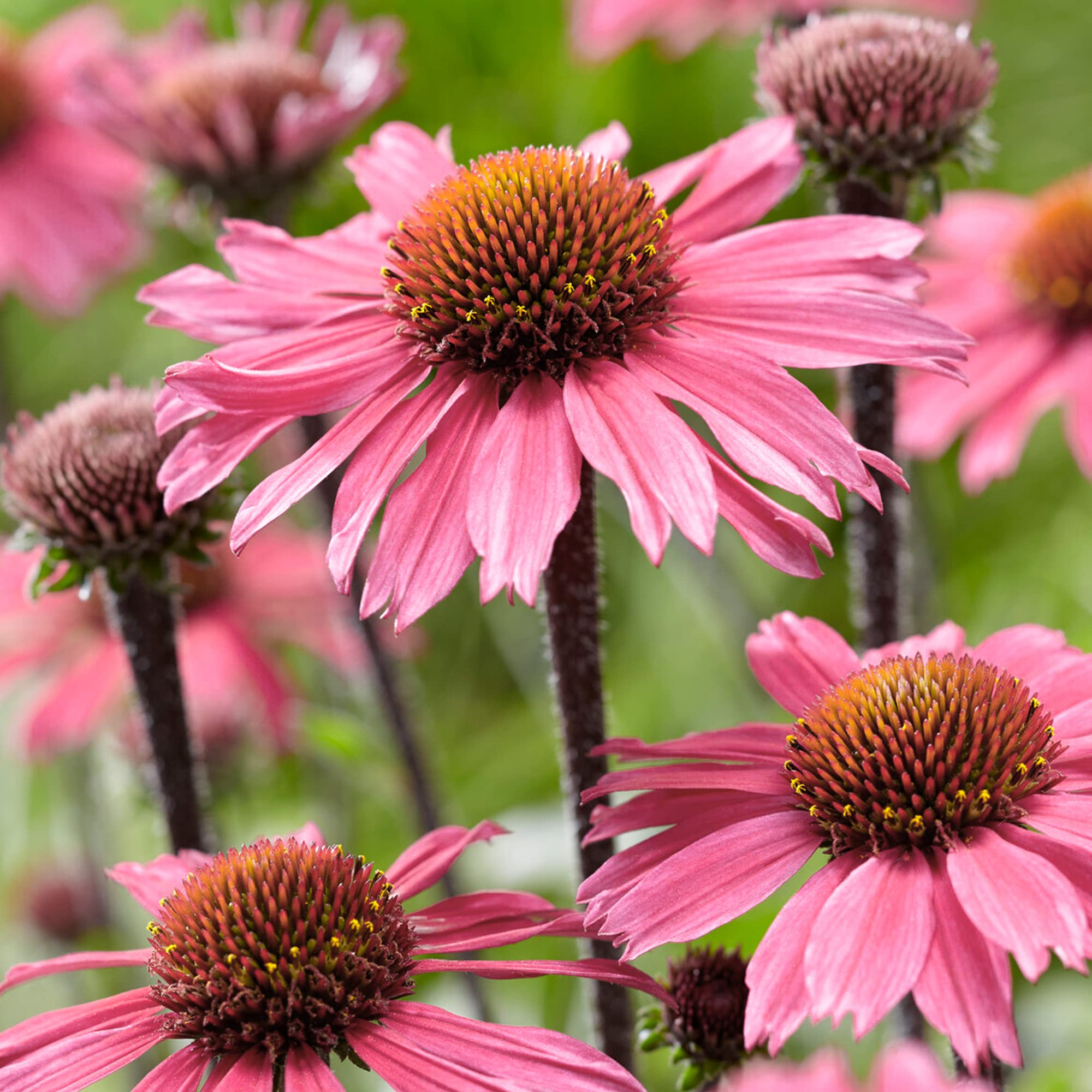Echinacea SunSeekers Pink - Coneflower | Outdoor Perennial Plants Garden Ready (15-25cm Incl. Pot)