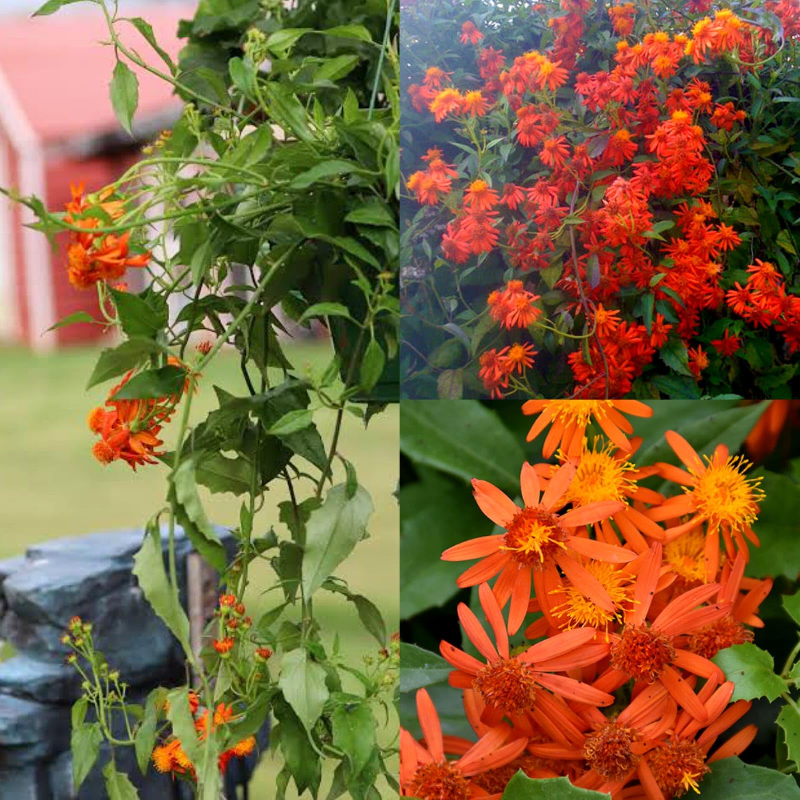 Mexican Flame Vine Live Plant | Orange Daisy Flower Creeper | Fast Growing Evergreen Climber for Home Garden, Terrace & Balcony (Pack of 1 Live Plant)-image-12