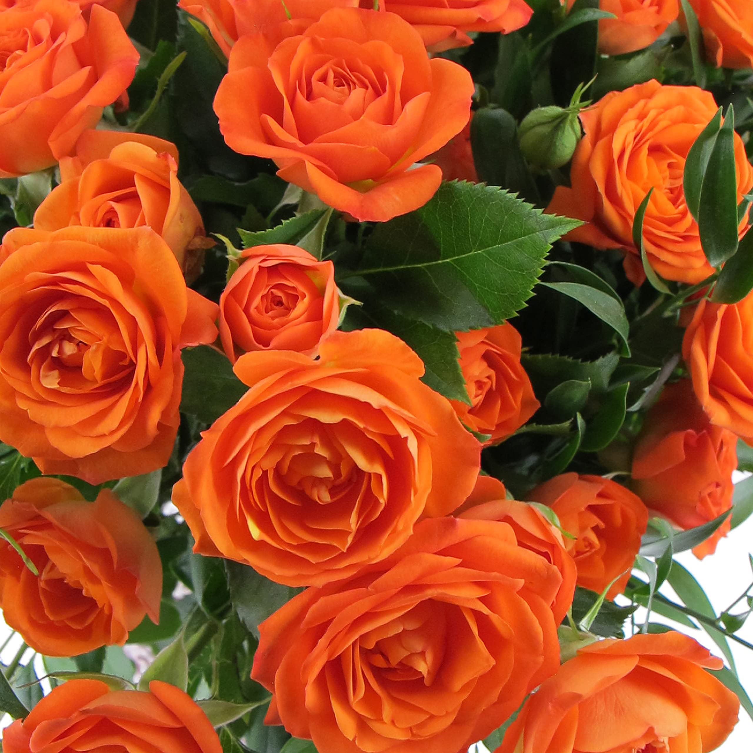 KENTIS - Bouquet di Fiori Veri - Rose a Grappolo Arancioni - Mazzo di Fiori Freschi a Domicilio Regalo