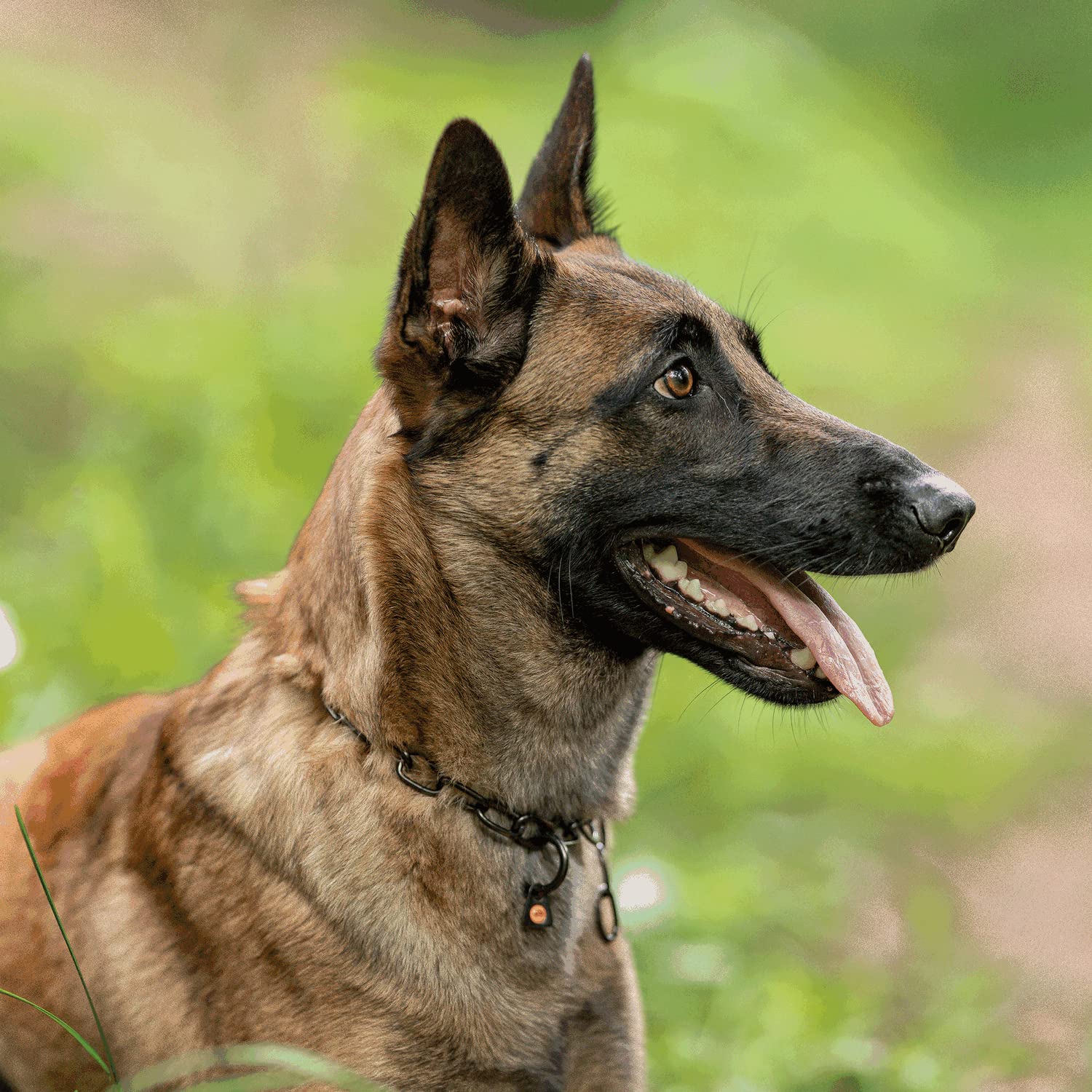 Herm Sprenger Collare a catena per cani, regolabile, in acciaio inossidabile, nero, con maglie medie, per addestramento professionale, con gancio a scatto a sgancio rapido, per cani di taglia media e