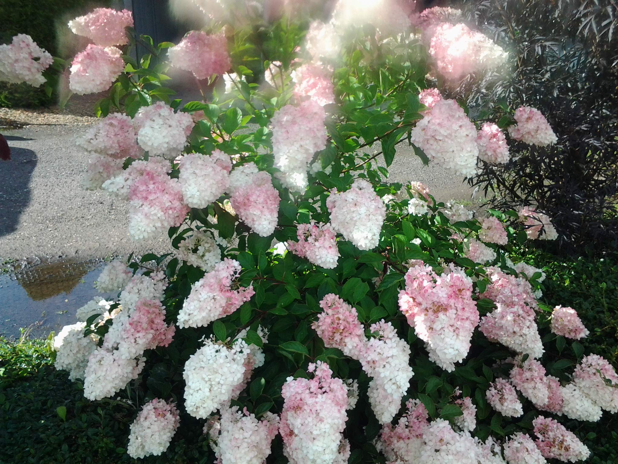 Rispenhortensie `Vanille Fraise, ca. 40-60cm, gut verzweigt, mehrtriebig,  im Topf : Amazon.de: Garten