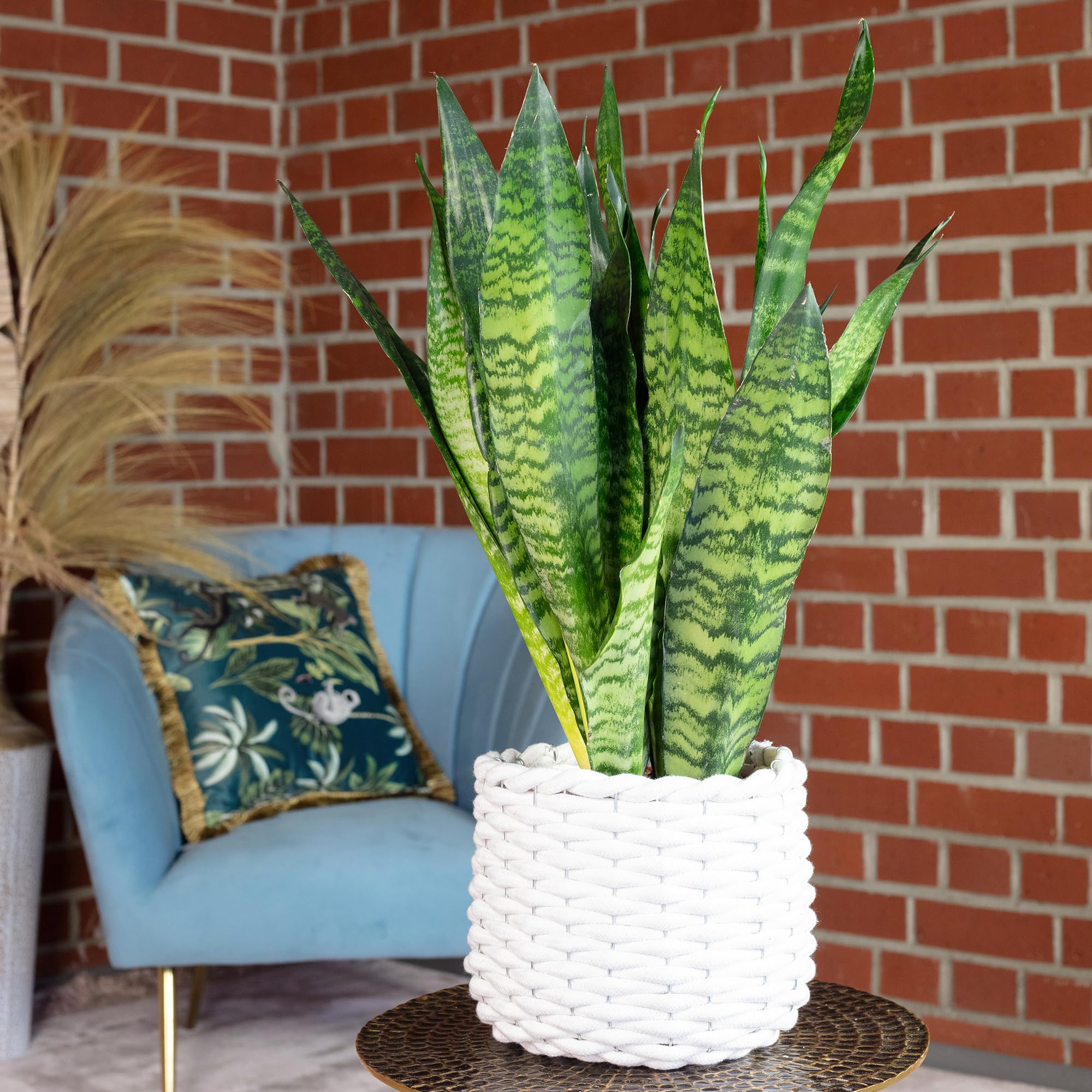 Bogenhanf - pflegeleichte Zimmerpflanze, Sansevieria zeylanica - Hhe ca.  65 cm, Topf- 17 cm : Amazon.de: Garten