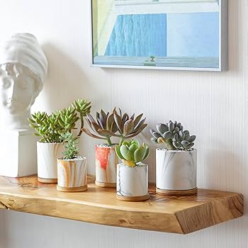 Amazon.co.jp: T4U 植木鉢 陶器製 2号鉢 多肉植物鉢 竹製鉢皿付き Amazon.co.jp: T4U 植木鉢 陶器製 2号鉢 多肉植物鉢 竹製鉢皿付き