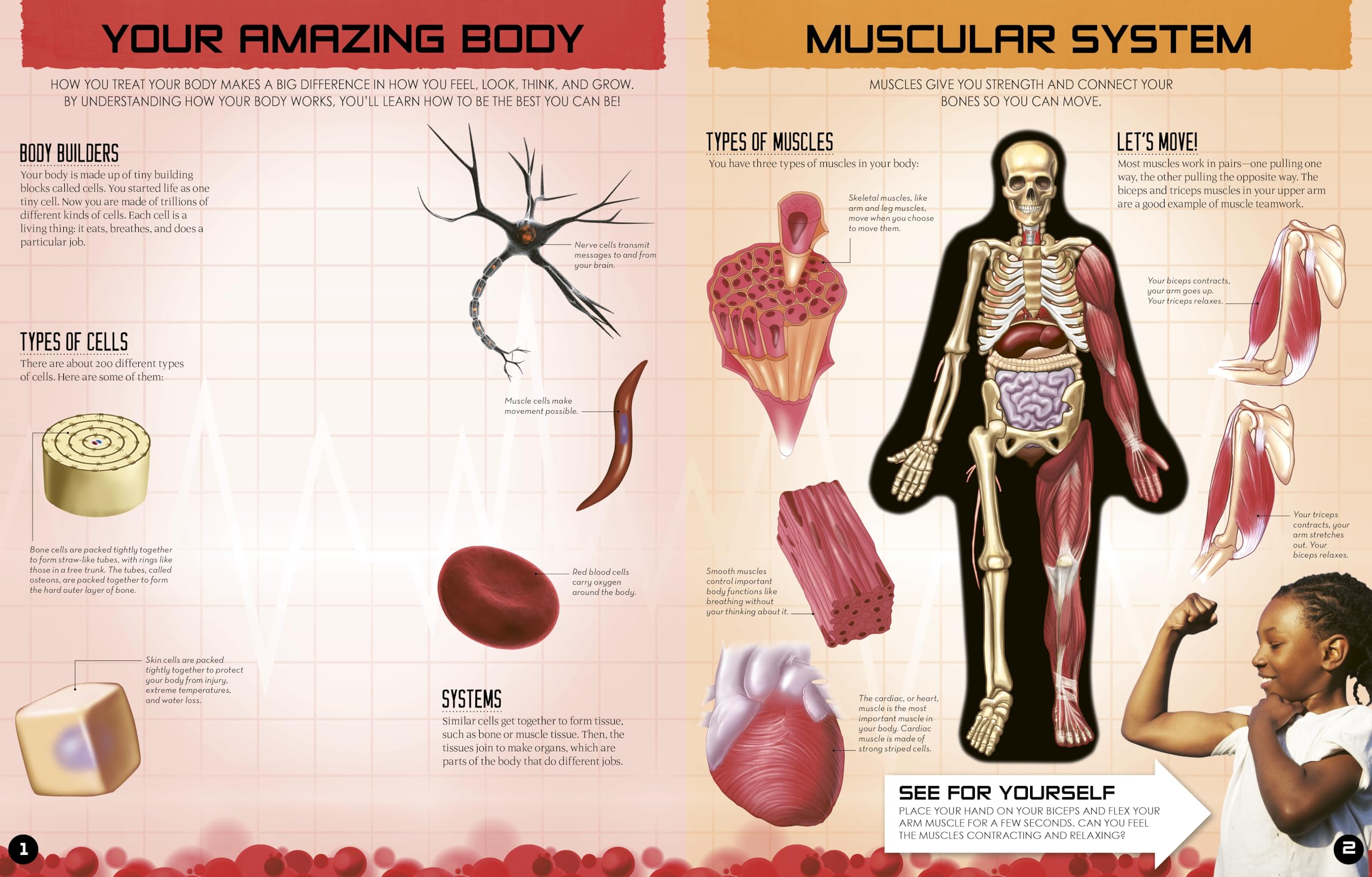 Inside Out Human Body: Explore the World's Most Amazing Machine - You! (Inside Out, Chartwell) - Image 2