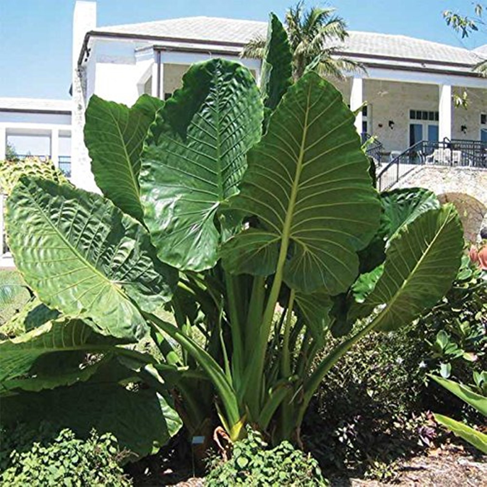 Mallkerala Seedstores Rarest Alocasia BORNEO GIANT Elephant Ear 2