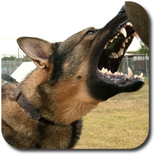 Dog Whistle High Pitched Dog Trainer