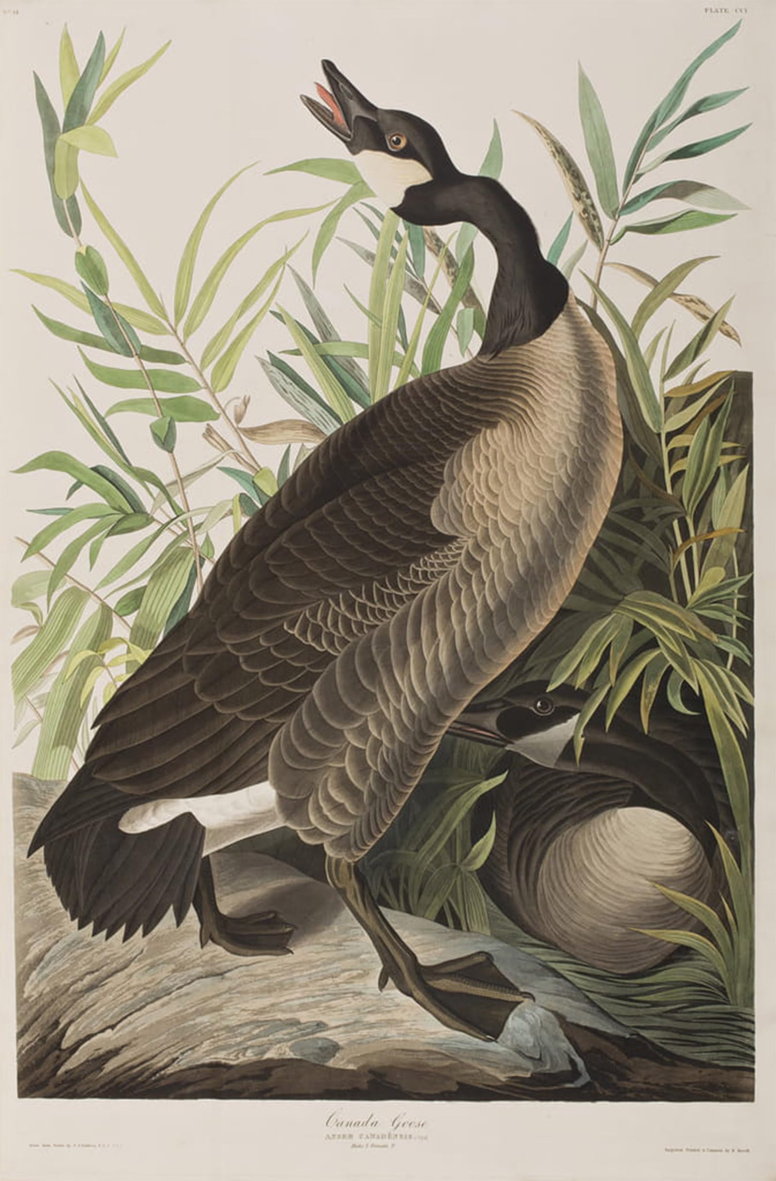 SERENDIPITP Abstract Painting Mural Print Picture Wall Decor Painting Illustration From birds of America by John Jamess Audubon Vintage Wall Artwork for Home Decor 60x90cm