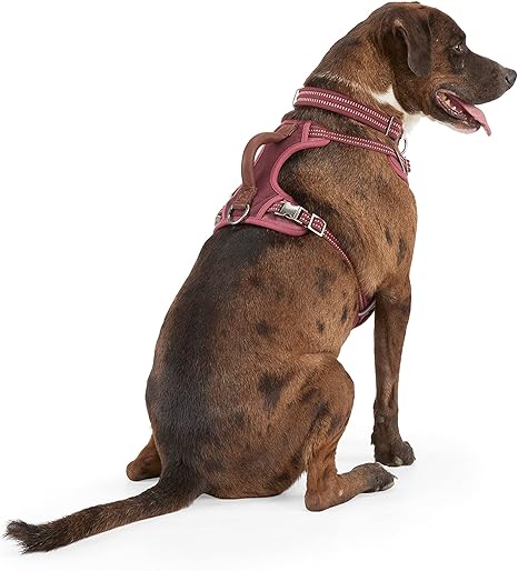 petco harness