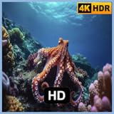 Acuario Octopus y música de piano: vistas profundas del océano y piano tranquilo