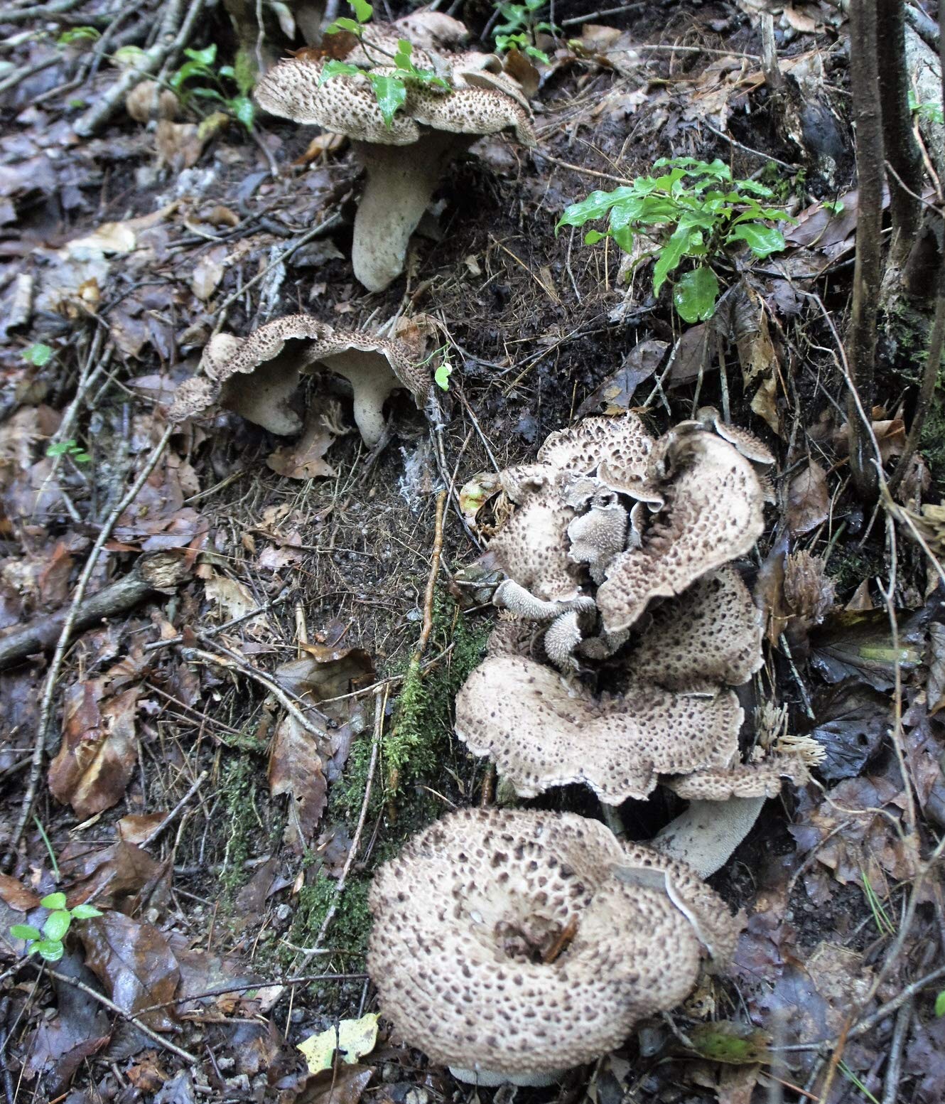 天然キノコ　香茸　1kg 天然きのこ香茸1kg