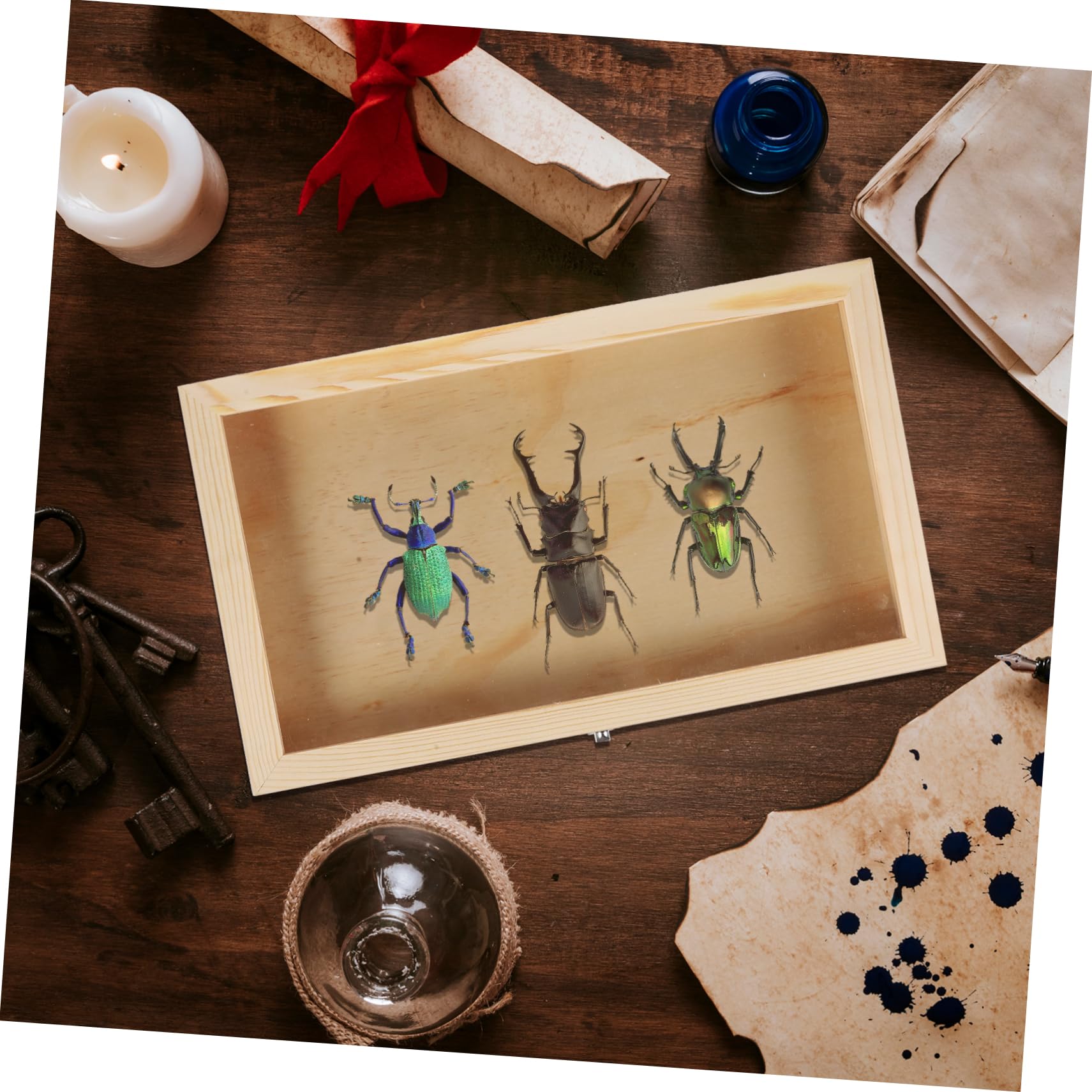 蝶の標本 木製フレーム41✖️51cm 蝶の標本 木製フレーム41✖️51cm