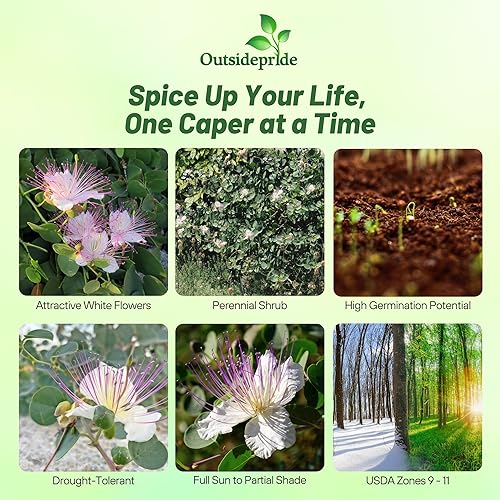 Miniatura 2 de Outsidepride Semillas de alcaparras  200 unidades. Semillas perennes, de bajo mantenimiento, hierbas para plantar hojas carnosas comestibles y