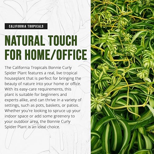 Miniatura 2 de California Tropicals Bonnie - Planta de araña rizada, planta de interior tropical real, perfecta para decoración de interiores y exteriores, hogar y