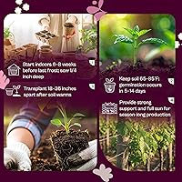 Vista 5 de SVI 550 Large Red Cherry Tomato Seeds (Solanum lycoperscium) – Cherry Tomatoes Seed Packets, Mini Tomatoes On The Vine – Heirloom Vegetable Seeds in