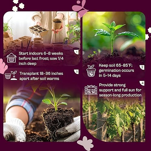 Miniatura 5 de SVI 550 Large Red Cherry Tomato Seeds (Solanum lycoperscium) – Cherry Tomatoes Seed Packets, Mini Tomatoes On The Vine – Heirloom Vegetable Seeds in