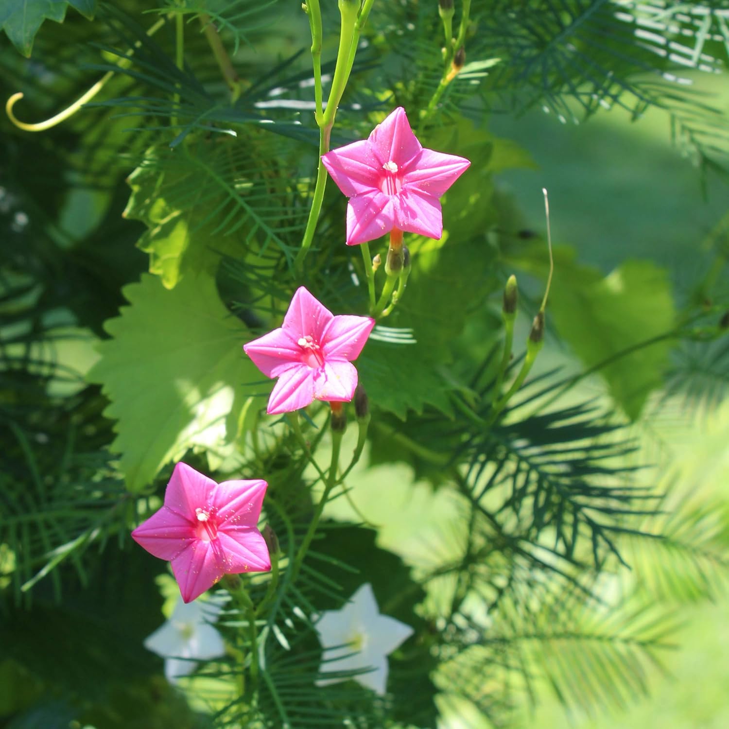 Outsidepride Semillas de vid de ciprés rosa, 200 piezas de semillas de flores anuales con flores ricas en néctar, en forma de estrella y hojas