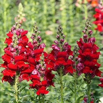 Eden Brothers Snapdragon Seeds - Thumbnail 2