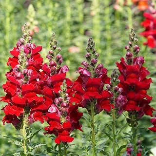 Eden Brothers Snapdragon Seeds - Defiance