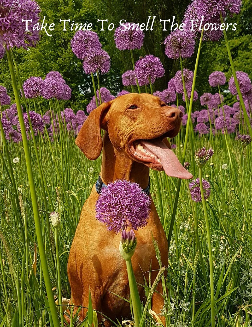 Take Time To Smell The Flowers: Sketchbook with Dog cover: 100 pages of 8.5"x11” Dot Grid Paper for Journaling, List Making, Sketching, Drawing, or Doodling (Sketchbooks For Dog Lovers)