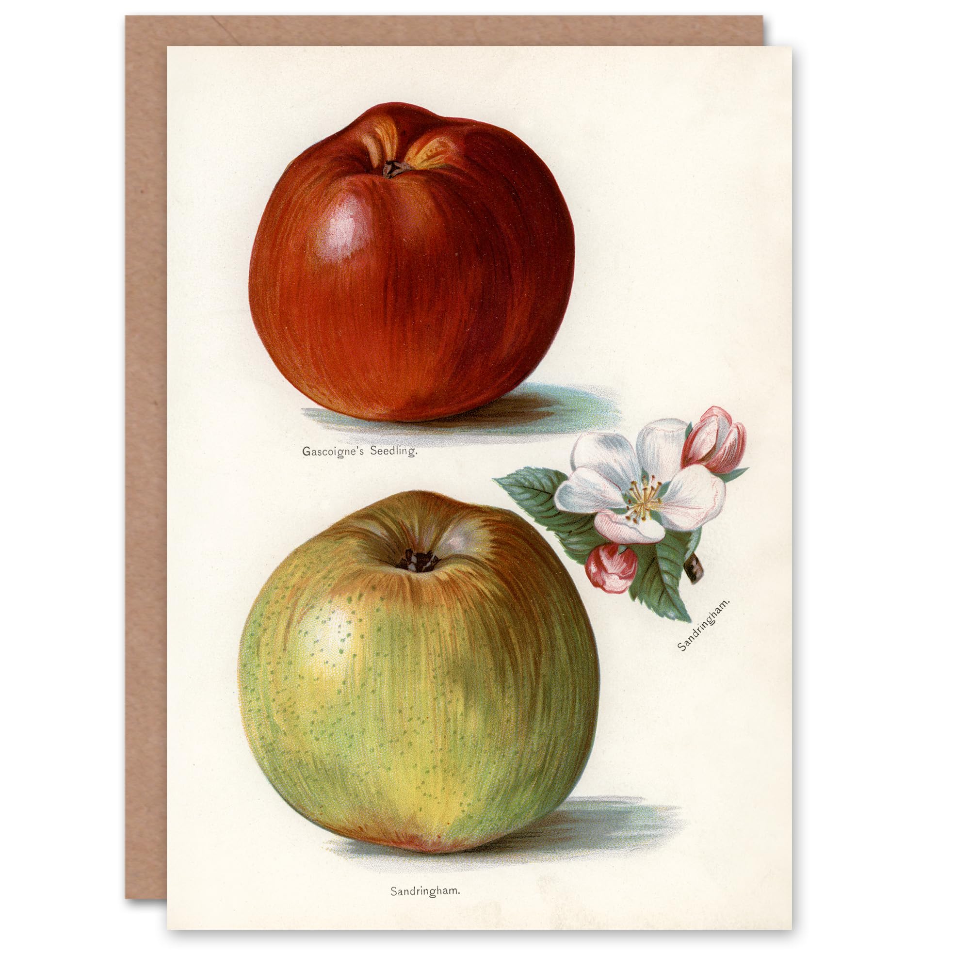 Artery8 John Wright Art Card Gascoignes Seedling Sandringham Apples