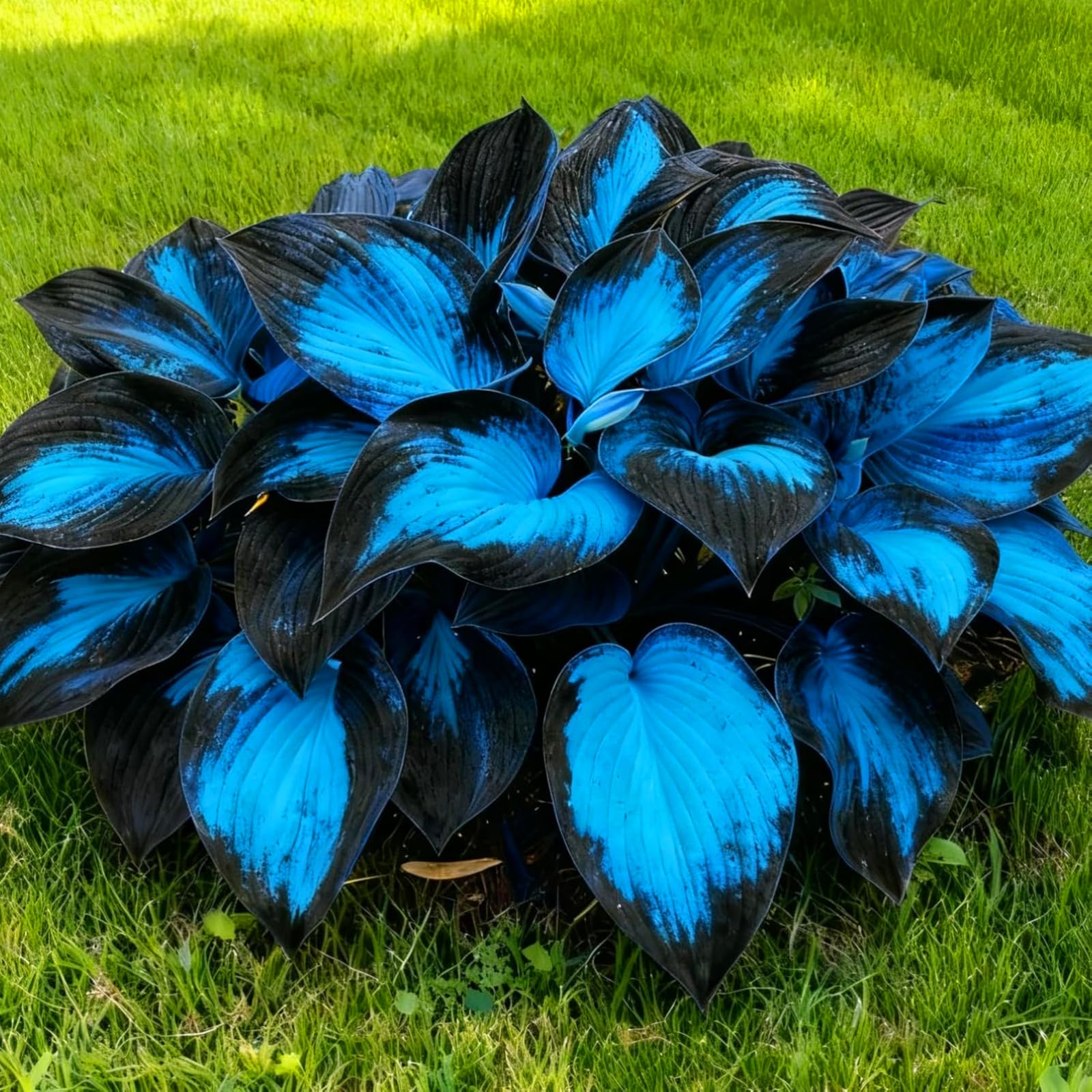 Hosta noble pour créer un coin d'ombre verdoyant sur la terrasse en ville
