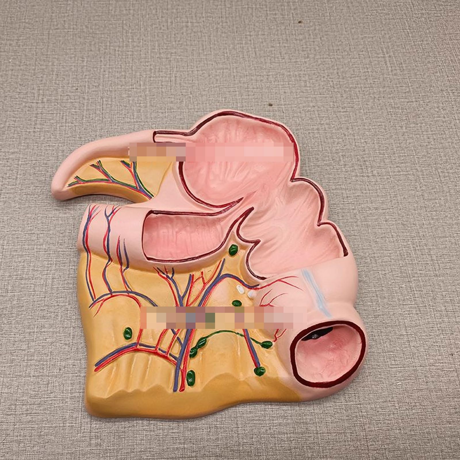 Modèle Anatomique De L'appendice Et du Cæcum, Profil Rectal Appendice Et Cæcum Organes Humains Modèle Anatomique pour Artiste Dessin Étude Enseignement Médical Formation