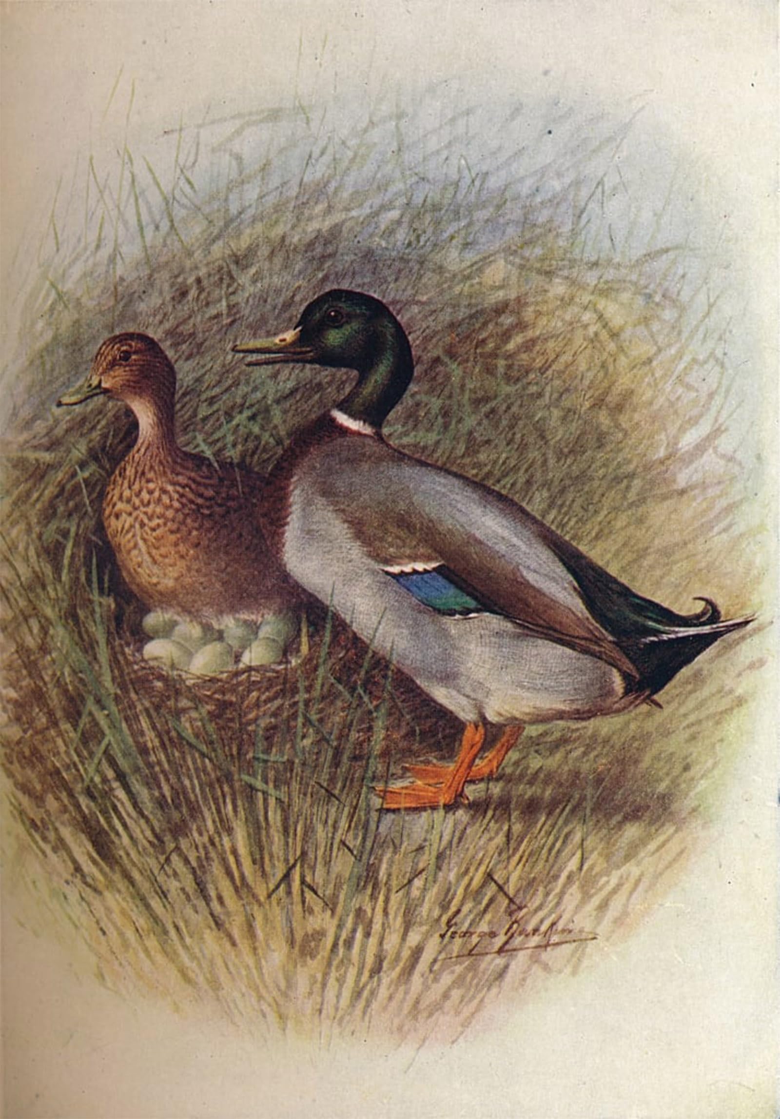 SERENDIPITP Abstract Painting Mural Print Picture Wall Decor Painting Mallard or Wild-duck Anas Boscas by George Rankin Vintage Wall Artwork for Home Decor 60x90cm